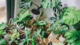 Grüne Oase im Wohnzimmer: Wie die Monstera Deliciosa das Ambiente verbessert